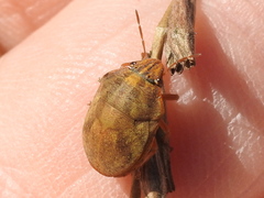 Sphyrocoris obliquus