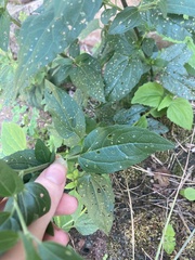 Eupatorium serotinum