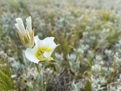 Calochortus gunnisonii