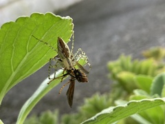 Peucetia rubrolineata
