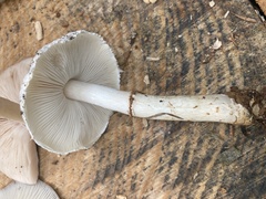 Lepiota ignivolvata