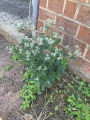Eupatorium serotinum