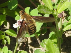 Poecilanthrax lucifer