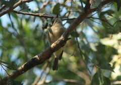 Pachycephala pectoralis