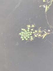 Trapa natans bispinosa