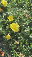 Oenothera drummondii