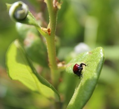 Homoeolabus analis