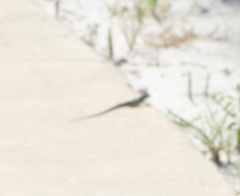Aspidoscelis sexlineatus