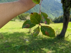 Crataegus mexicana