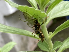 Peucetia rubrolineata
