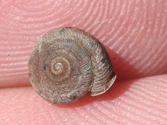 Polygyra