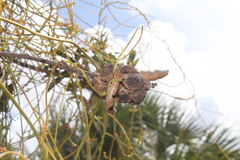 Disholcaspis quercusvirens