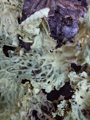 Lobaria