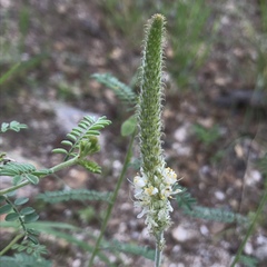 Dalea albiflora