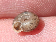 Polygyra