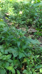 Ocimum carnosum