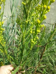 Solidago