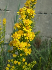 Solidago