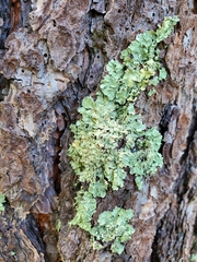 Flavopunctelia soredica