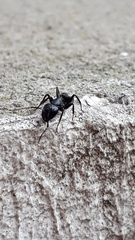 Camponotus vagus
