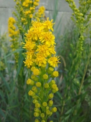 Solidago