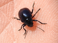 Typophorus nigritus