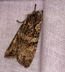 Lithophane consocia