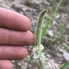 Dalea albiflora