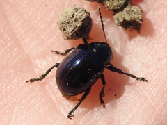 Typophorus nigritus