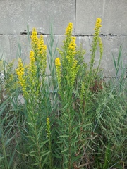 Solidago