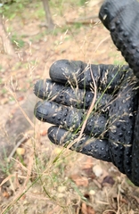 Agrostis perennans