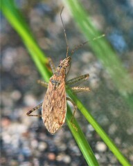 Nabis roseipennis
