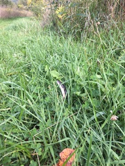 Pantherophis spiloides