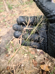 Agrostis perennans