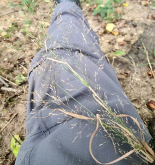 Agrostis perennans