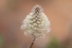 Ptilotus nobilis