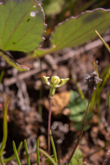 Disperis villosa