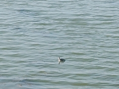 Aechmophorus occidentalis