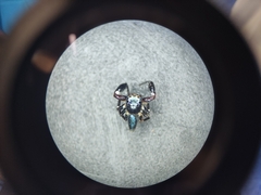 Salticidae