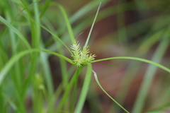 Cyperus squarrosus