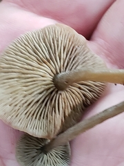 Simocybe centunculus
