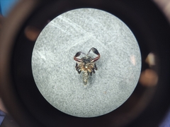 Salticidae