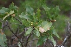 Quercus emoryi