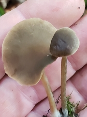 Simocybe centunculus