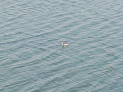 Aechmophorus occidentalis