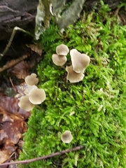 Simocybe centunculus