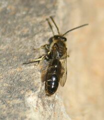 Lasioglossum