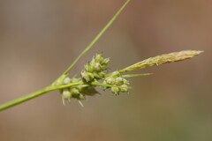 Carex leucodonta