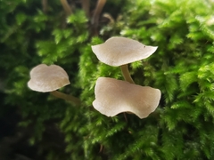 Simocybe centunculus