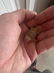 Phrynosoma cornutum